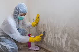 Best Emergency Mold Remediation  in Oreana, IL